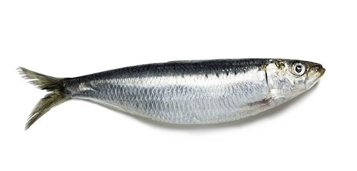 Poisson