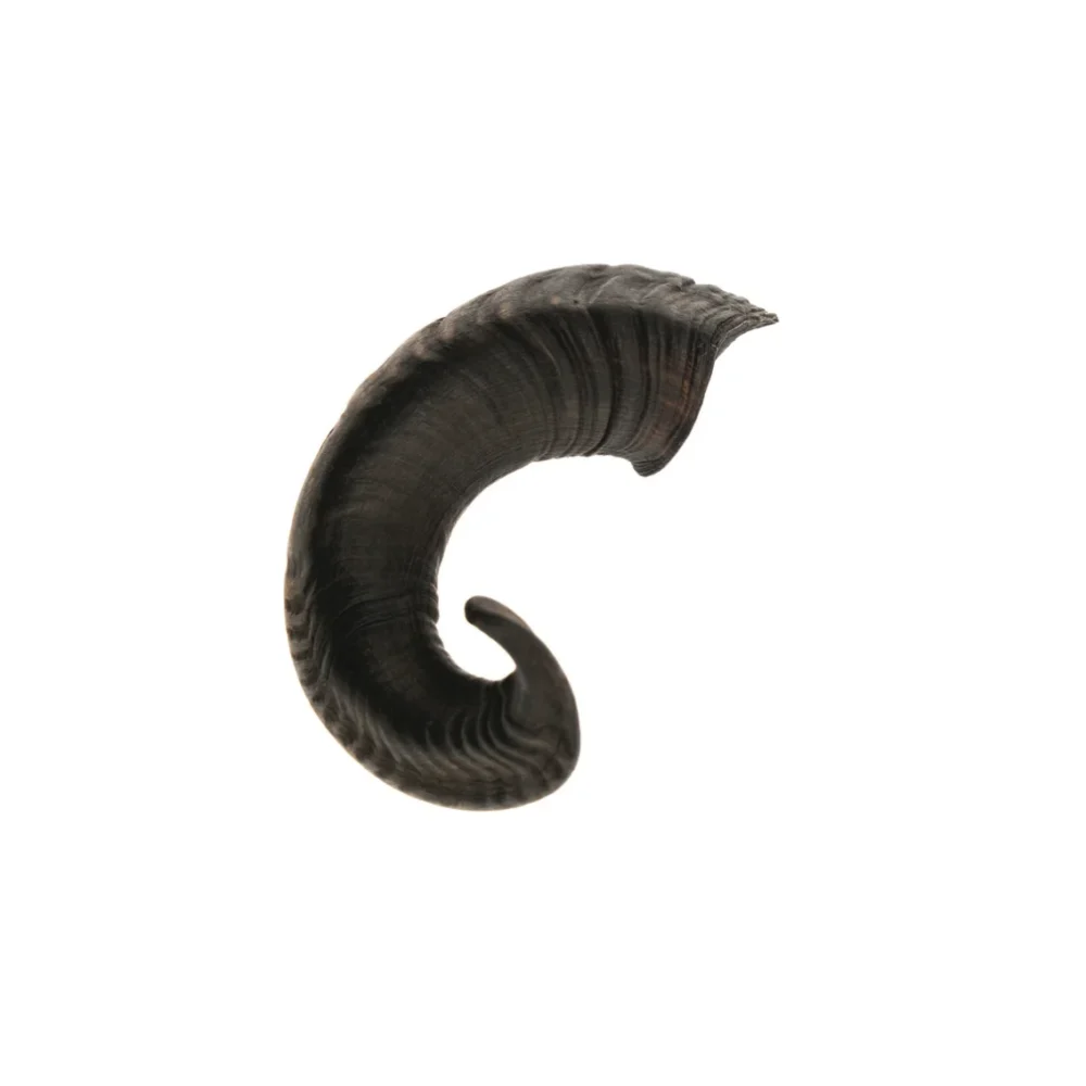 Corne de bélier - L - 351- 500g