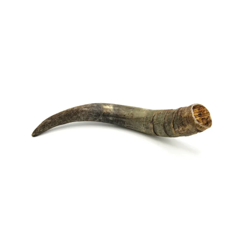 Corne de bovin - L - 351- 500g