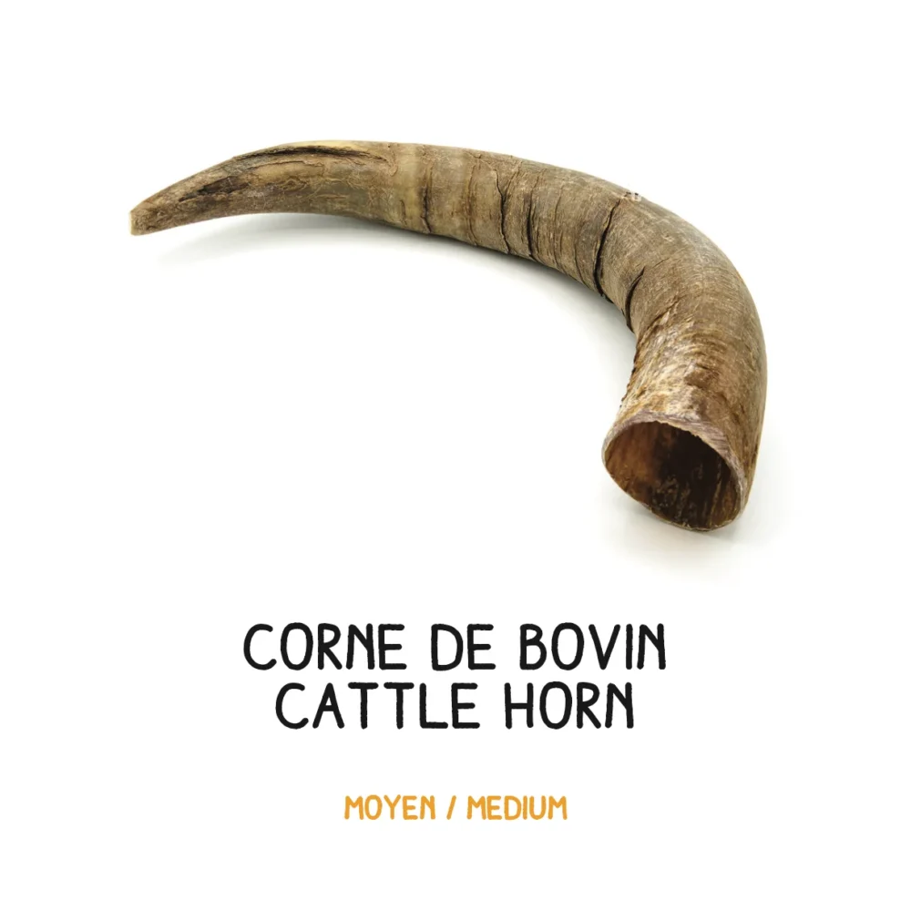 Corne de bovin – M – 201- 350g