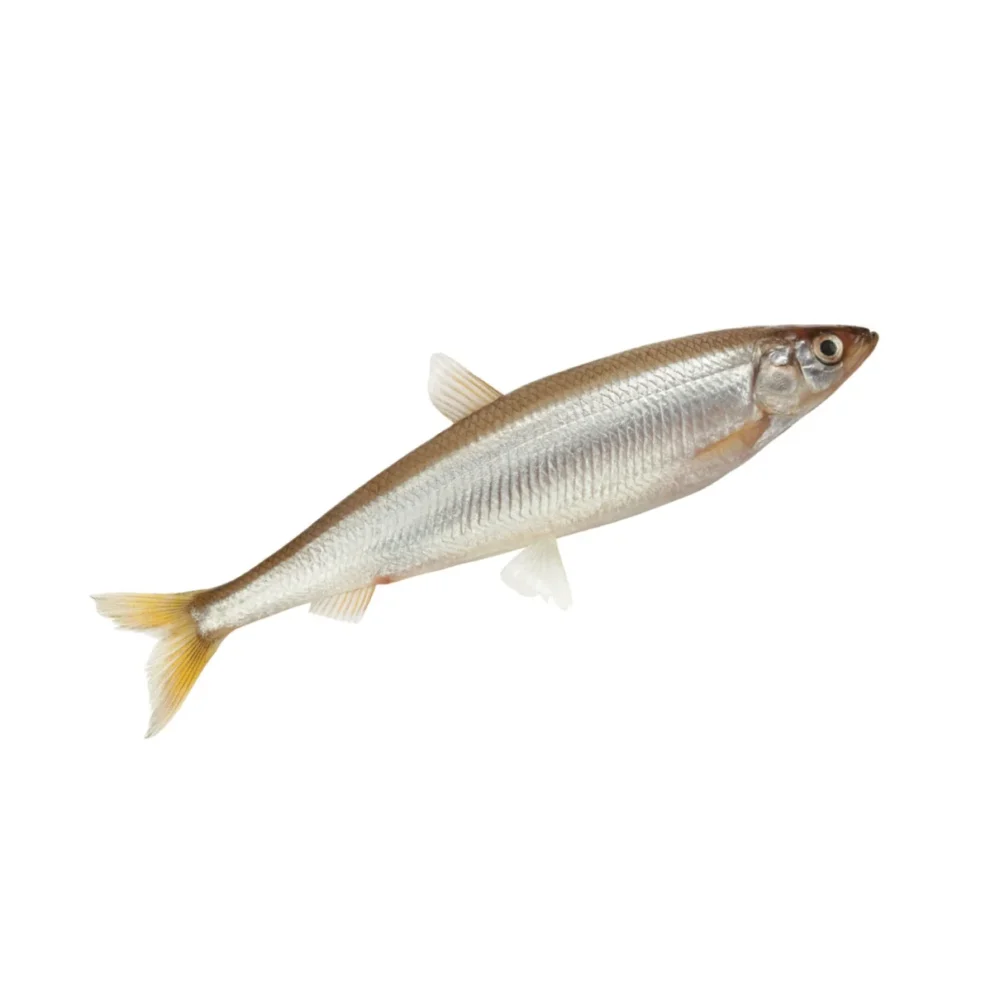 Eperlans