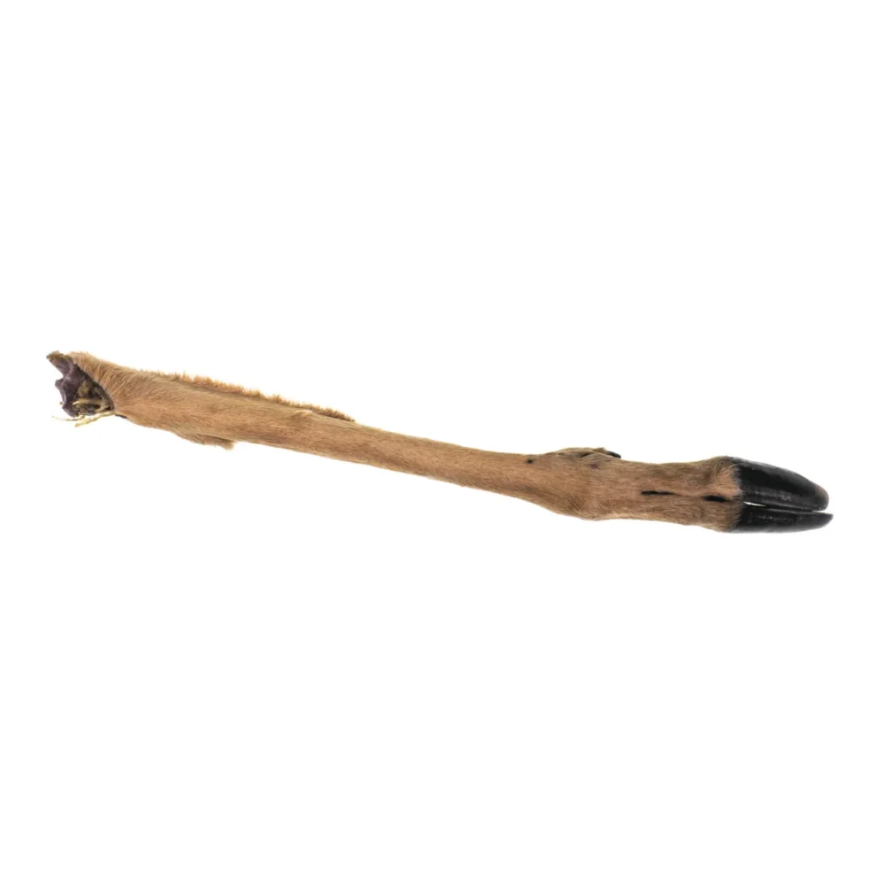 Pattes de cerf deshydratee avec poils - grand -