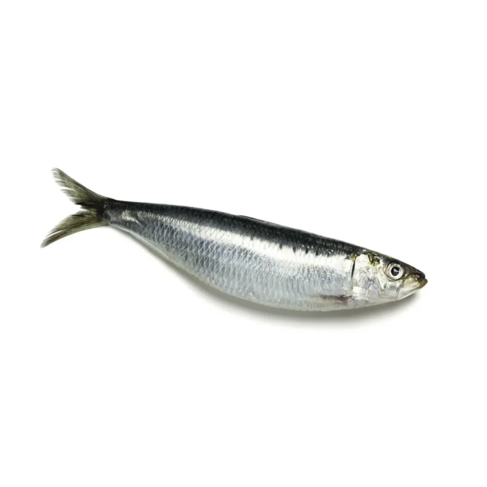 Sardines